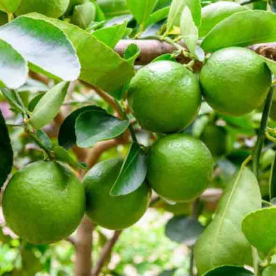 HYBRID Lemon Plant(Hybrid, Pack of 1)