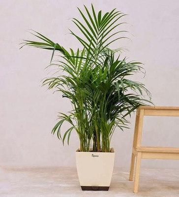LivePlant Areca Plam(Pack of 1)
