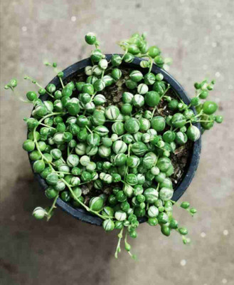 Amazing Gurden String pearls String of Pearls(Hybrid, Pack of 1)