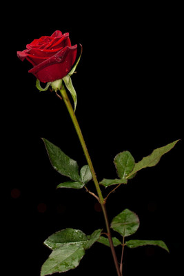 BEWPOLENA Rose Plant(Hybrid, Pack of 1)