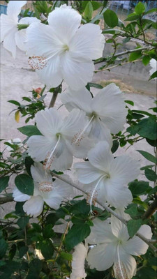 Evergreen Hibiscus Plant(Hybrid, Pack of 1)
