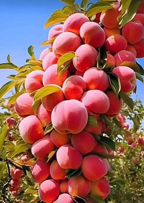 BREEZY BLOOMS Apple Plant(Hybrid, Pack of 1)