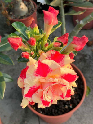 greenhousestore Adenium Plant(Hybrid, Pack of 1)