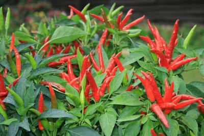PB honey priya plant Mirch/Chilli Plant(Hybrid, Pack of 1)
