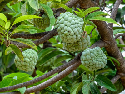 Manjunursery Custard Apple Plant(Hybrid, Pack of 1)