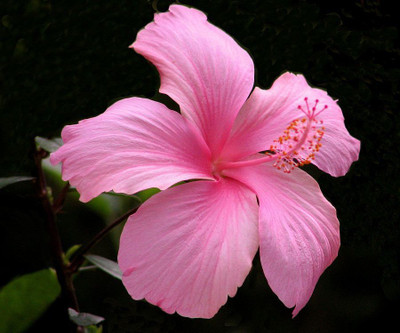 Bijaya Online Store Hibiscus Plant(Hybrid, Pack of 1)
