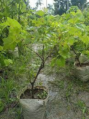 ABEFARIYA Grape Plant(Hybrid, Pack of 1)