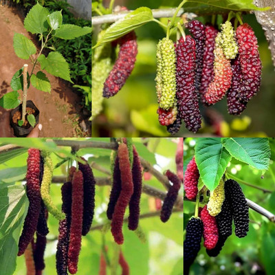 Cloud Farm Shahtoot/Mulberry Plant(Hybrid, Pack of 1)