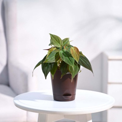 UGAOO Philodendron Plant(Pack of 1)