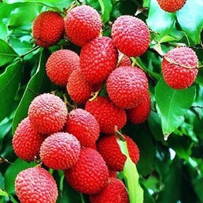 My Dream Nursery Litchi Plant(Hybrid, Pack of 1)