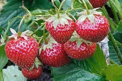 GreenyOn Strawberry Plant(Hybrid, Pack of 1)
