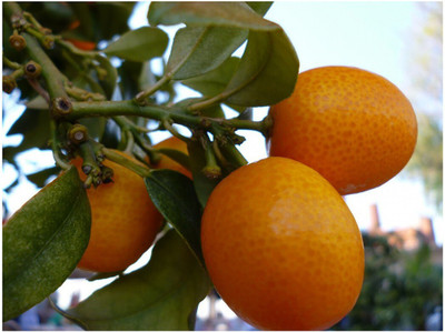 saraswati traders Orange Plant(Hybrid, Pack of 1)