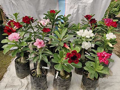 Ukanda Adenium Plant(Hybrid, Pack of 1)