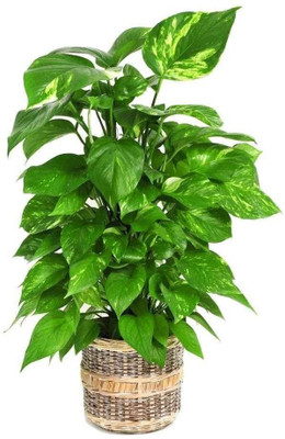 GreenyOn Money Plant(Hybrid, Pack of 1)