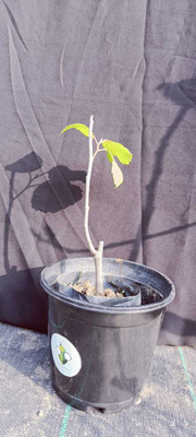 Cloud Farm Fiddle Leaf Fig Plant(Hybrid, Pack of 1)