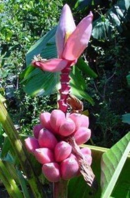 Plant Paradise Banana Plant(Hybrid, Pack of 1)