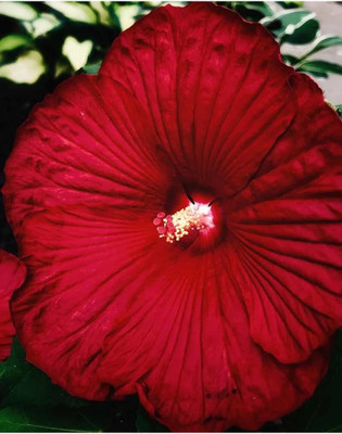 LeafLinkPlants Hibiscus Plant(Hybrid, Pack of 1)