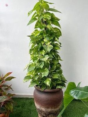 GreenyOn Money Plant(Hybrid, Pack of 1)