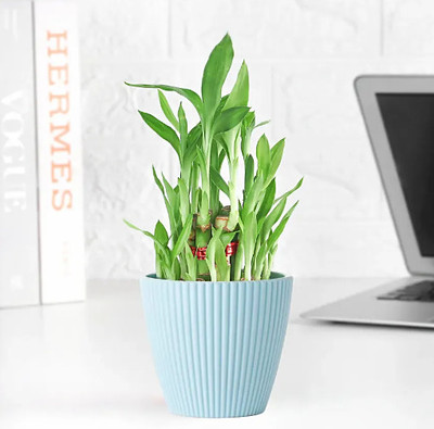 Gabbro Two Layer Bamboo Plant(Pack of 1)