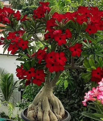 ABC Adenium Plant(Hybrid, Pack of 1)