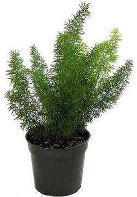 Cloud Farm Asparagus Plant(Hybrid, Pack of 1)