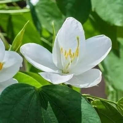 LifeShowMe Bauhinia Acuminata Plant(Hybrid, Pack of 1)