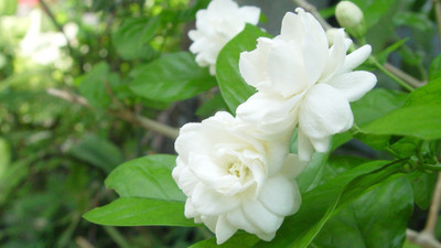 LeaflinksPlants Jasmine Plant(Hybrid, Pack of 1)