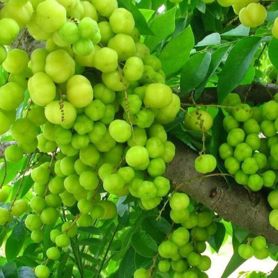 greenhousestore Amla Plant(Hybrid, Pack of 1)