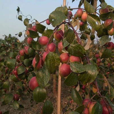 YourPlant Ber Apple Plant(Hybrid, Pack of 1)