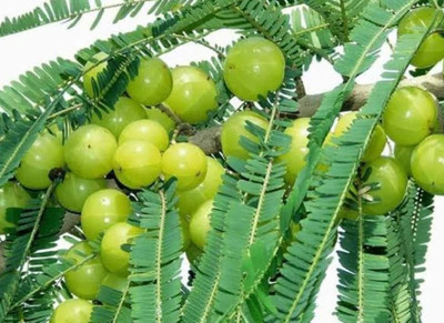 Amla Amla Plant(Hybrid, Pack of 1)