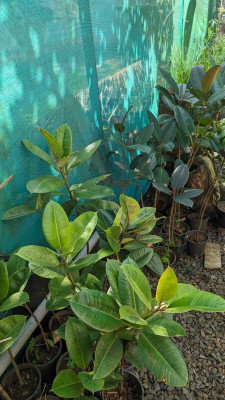 Cloud Farm Rubber Tree(Hybrid, Pack of 1)