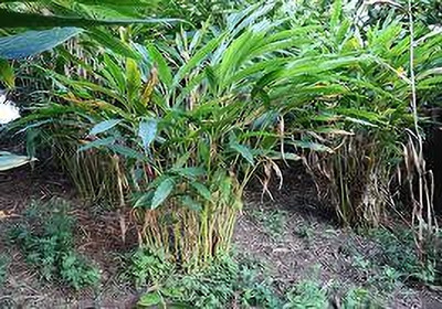 ALOCHUZ Elaichi/Cardamom Plant(Hybrid, Pack of 1)