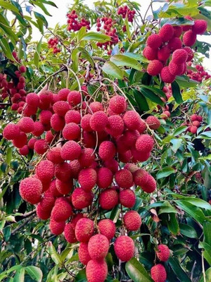 Flora And Fauna Litchi Plant(Hybrid, Pack of 1)