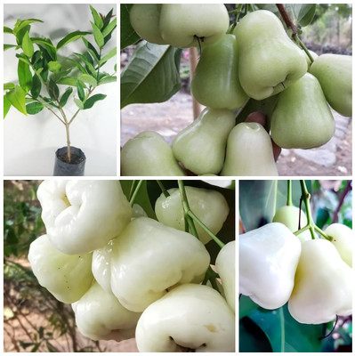 Cloud Farm Wax Apple White Wax Fruit(Hybrid, Pack of 1)