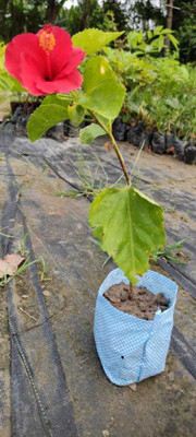 ABC Hibiscus Plant(Pack of 1)