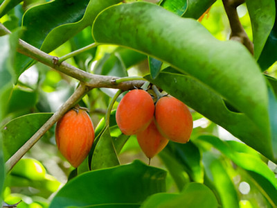 GLOBQRO Betel Nut/Supari Plant(Hybrid, Pack of 1)