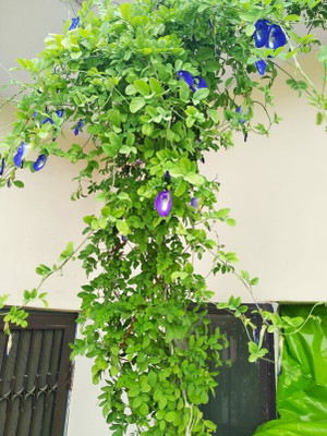 Bakuchi Aparajita/ Butterfly Pea Plant(Hybrid, Pack of 1)