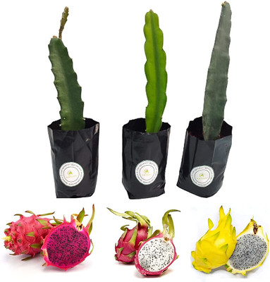 Aziz Gazi Nursery Dragon Tree(Hybrid, Pack of 3)
