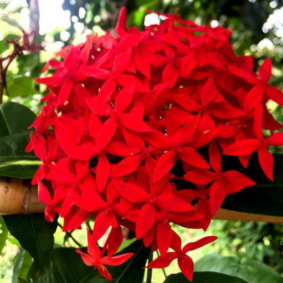 Cloud Farm Trothic Ixora/Chethi Plant(Hybrid, Pack of 1)