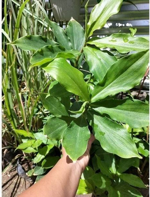 NATURESNURSERYY Insulin Plant(Hybrid, Pack of 1)