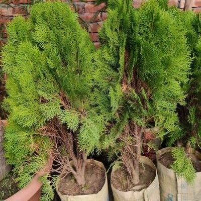 Cloud Farm Platycladus/Morpankhi Plant(Hybrid, Pack of 1)