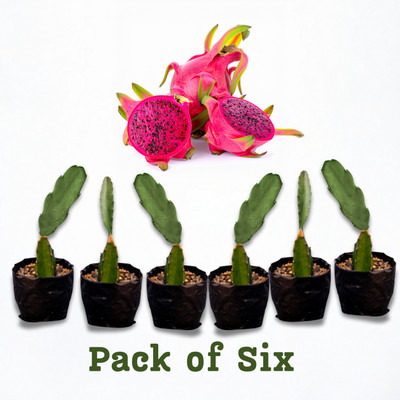 Plantroop Dragon Tree(Hybrid, Pack of 6)