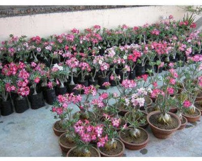 Cloud Farm Adenium Plant(Hybrid, Pack of 1)