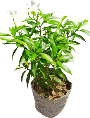 SHREYAGREEN Jasmine Plant(Hybrid, Pack of 1)