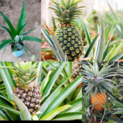 Cloud Farm Pine Apple Plant(Hybrid, Pack of 1)