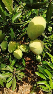InGreen Mango Plant(Hybrid, Pack of 1)