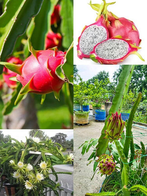 BEWPOLENA Dragon Tree(Hybrid, Pack of 1)