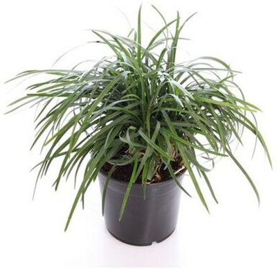 The Four Seasons Ophiopogon Dwarf Grass Plant(Hybrid, Pack of 1)