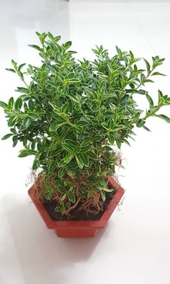 Oxygreenplant Serissa Hedge Plant(Hybrid, Pack of 1)