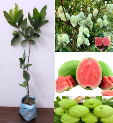 Green view Guava Plant(Hybrid, Pack of 1)